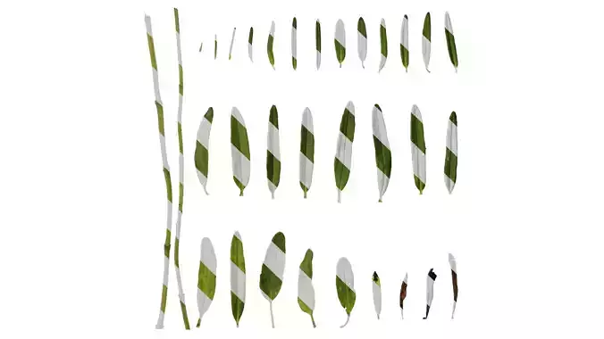 Anydrafts Dracocephalum argunense Leaf 01