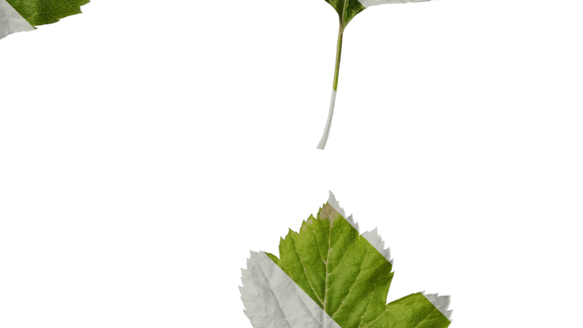 Anydrafts Crataegus pinnatifida Leaf 01 Texture_4