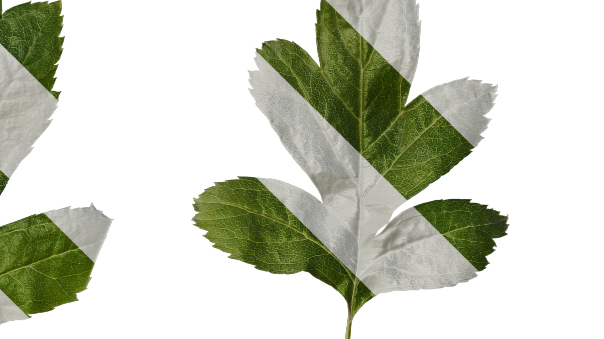 Anydrafts Crataegus pinnatifida Leaf 01 Texture_2