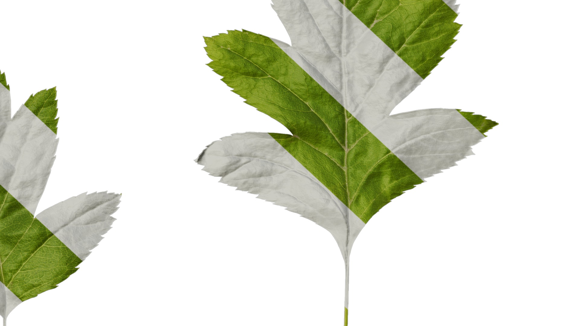 Anydrafts Crataegus pinnatifida Leaf 01 Texture_6