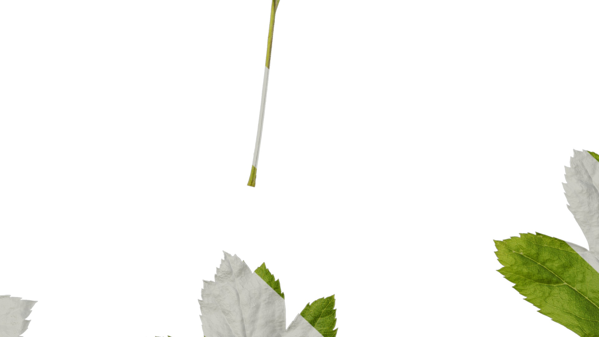 Anydrafts Crataegus pinnatifida Leaf 01 Texture_7