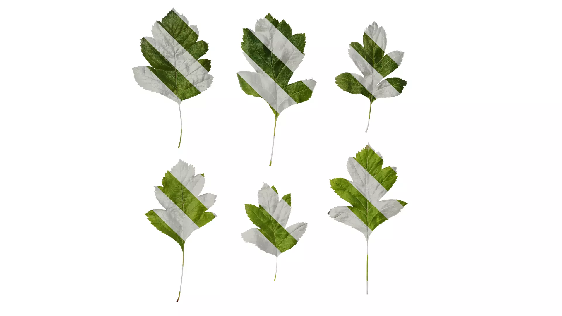 Anydrafts Crataegus pinnatifida Leaf 01 Texture_0