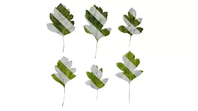 Anydrafts Crataegus pinnatifida Leaf 01