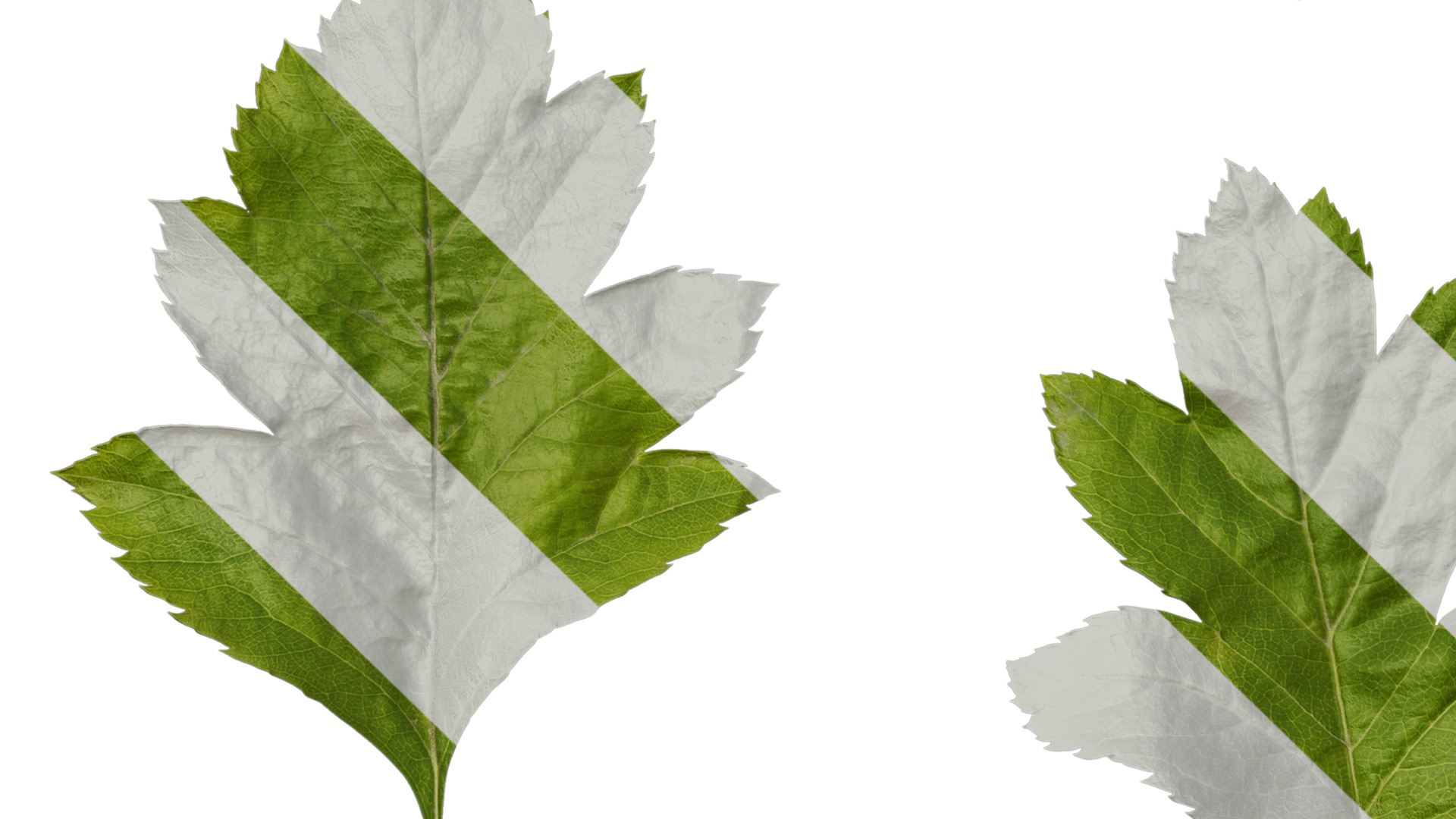 Anydrafts Crataegus pinnatifida Leaf 01 Texture_5