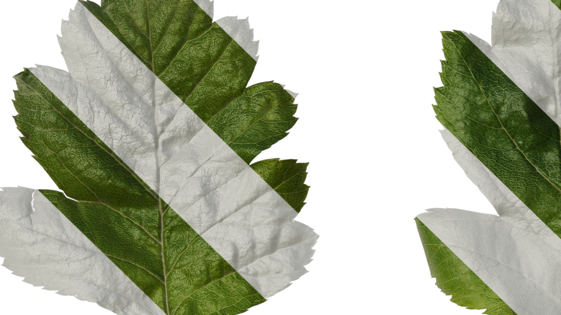 Anydrafts Crataegus pinnatifida Leaf 01 Texture_1