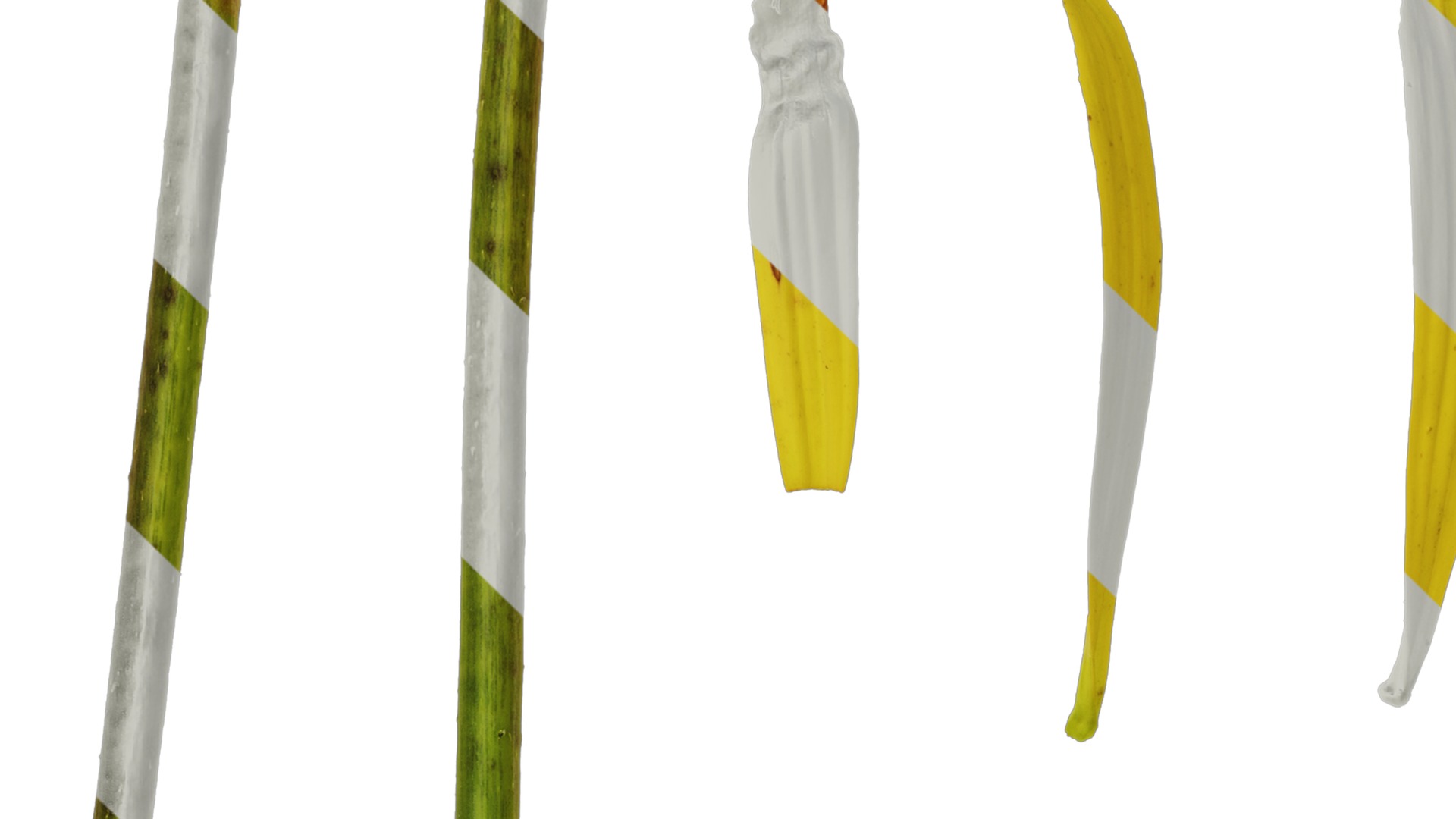 Anydrafts Echinacea paradoxa Flower 01 Texture_1