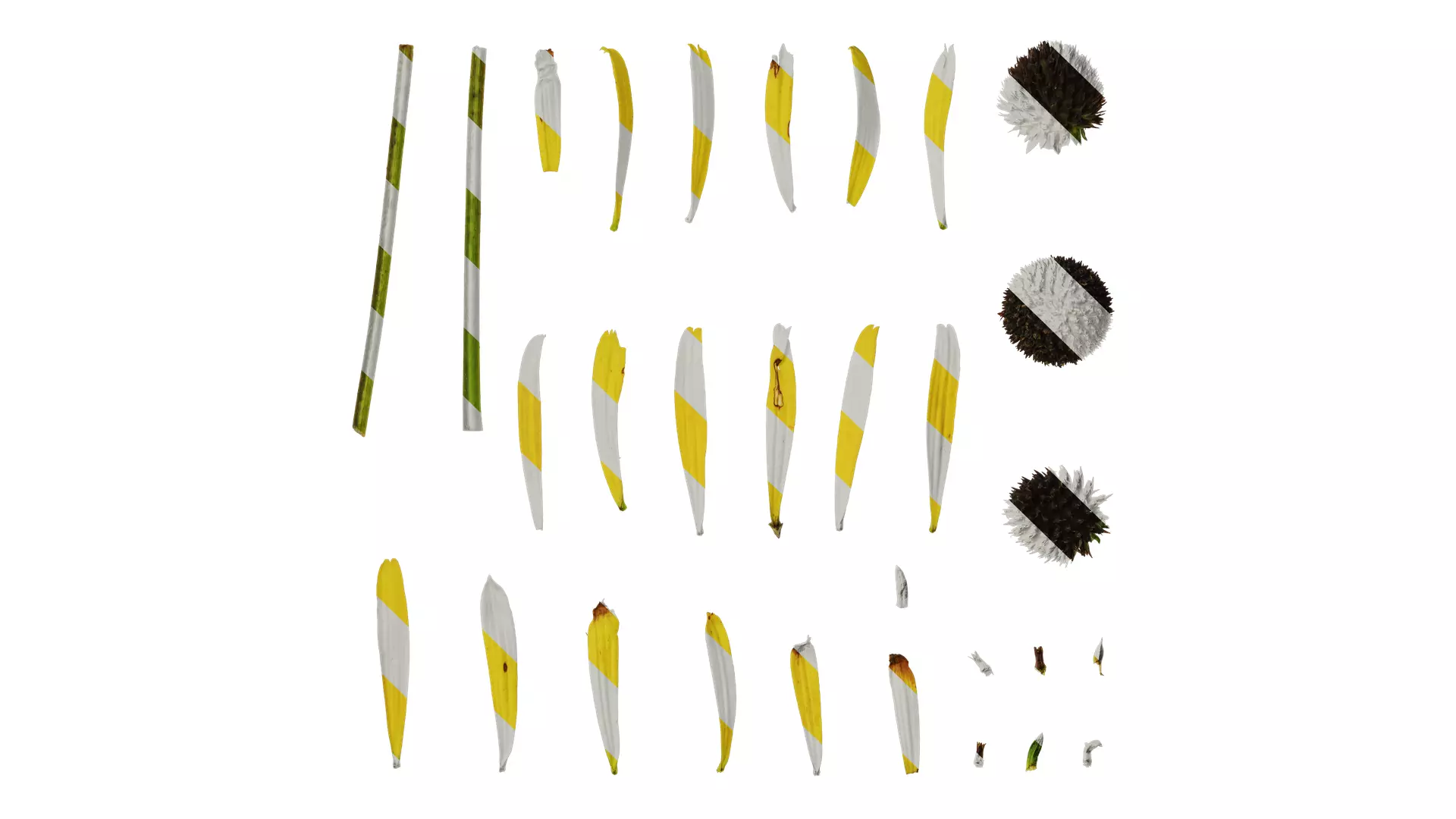 Anydrafts Echinacea paradoxa Flower 01 Texture_0