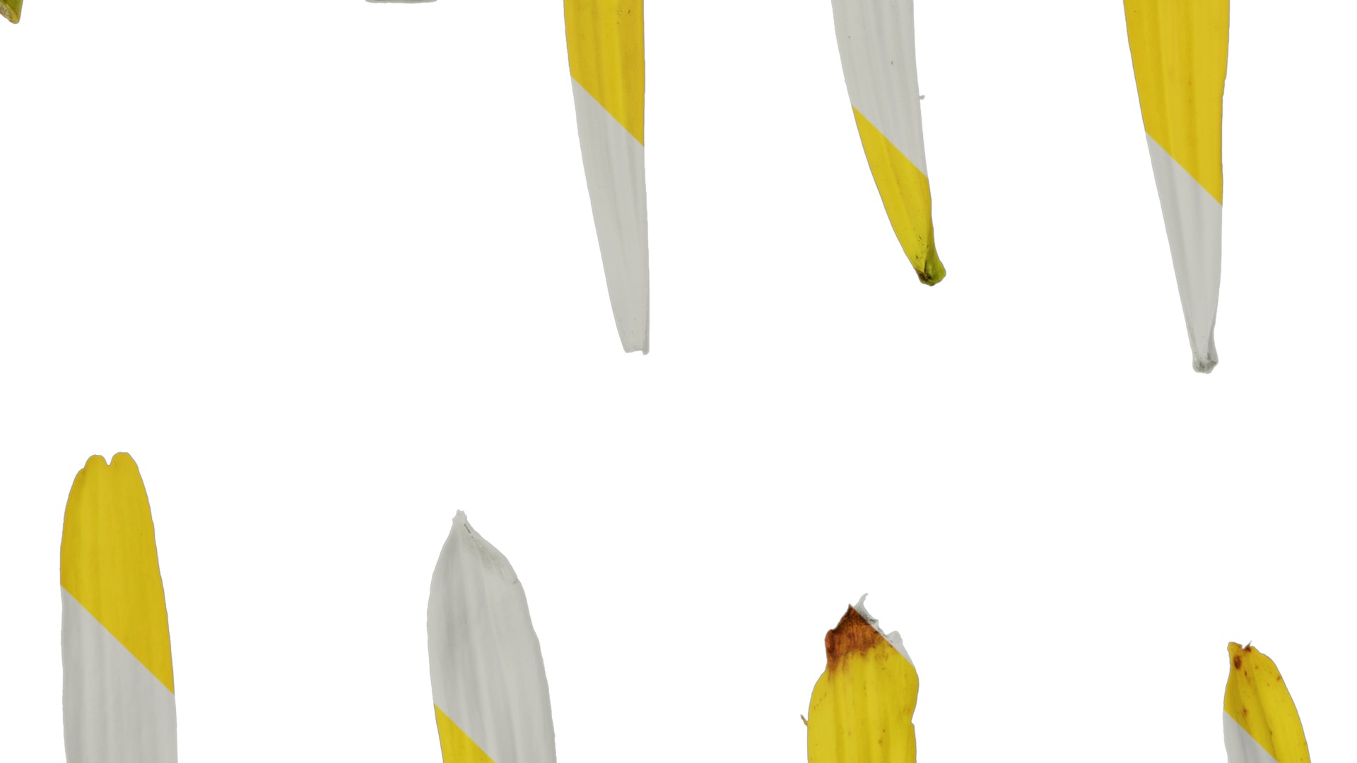 Anydrafts Echinacea paradoxa Flower 01 Texture_5