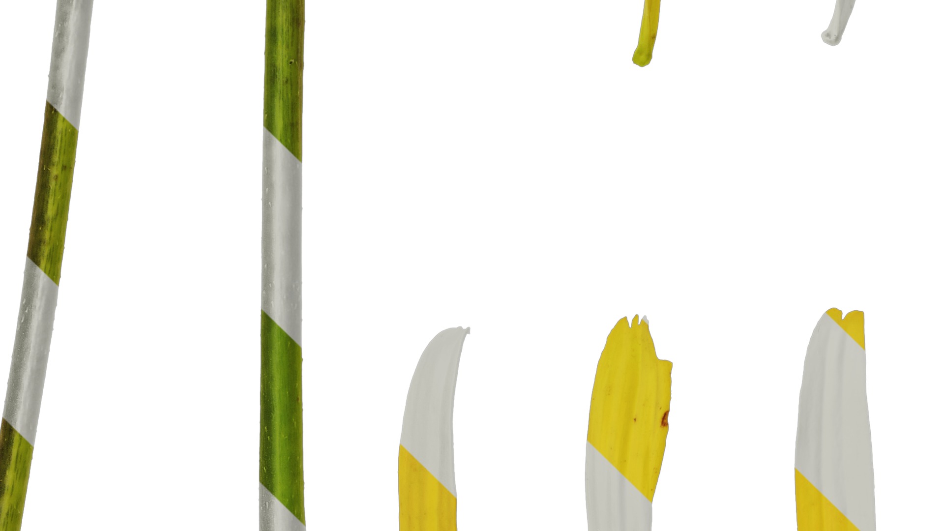 Anydrafts Echinacea paradoxa Flower 01 Texture_3