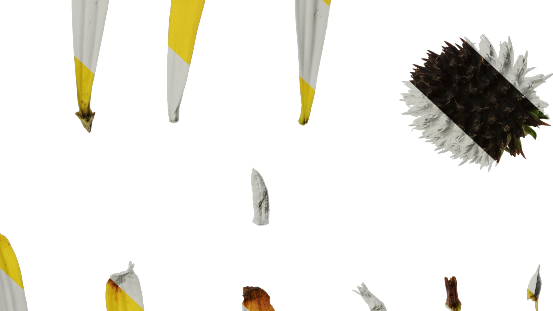 Anydrafts Echinacea paradoxa Flower 01 Texture_6