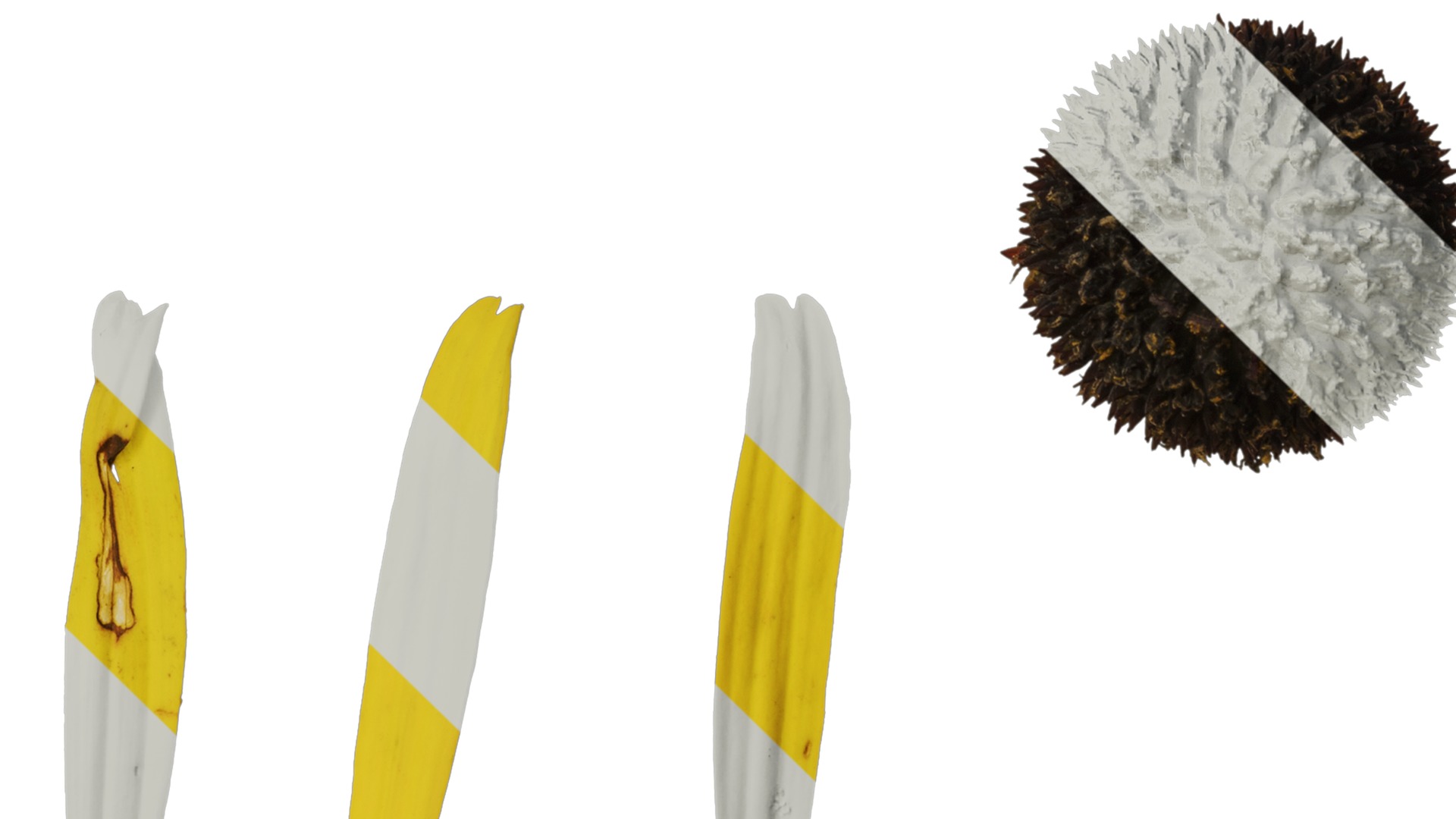 Anydrafts Echinacea paradoxa Flower 01 Texture_4