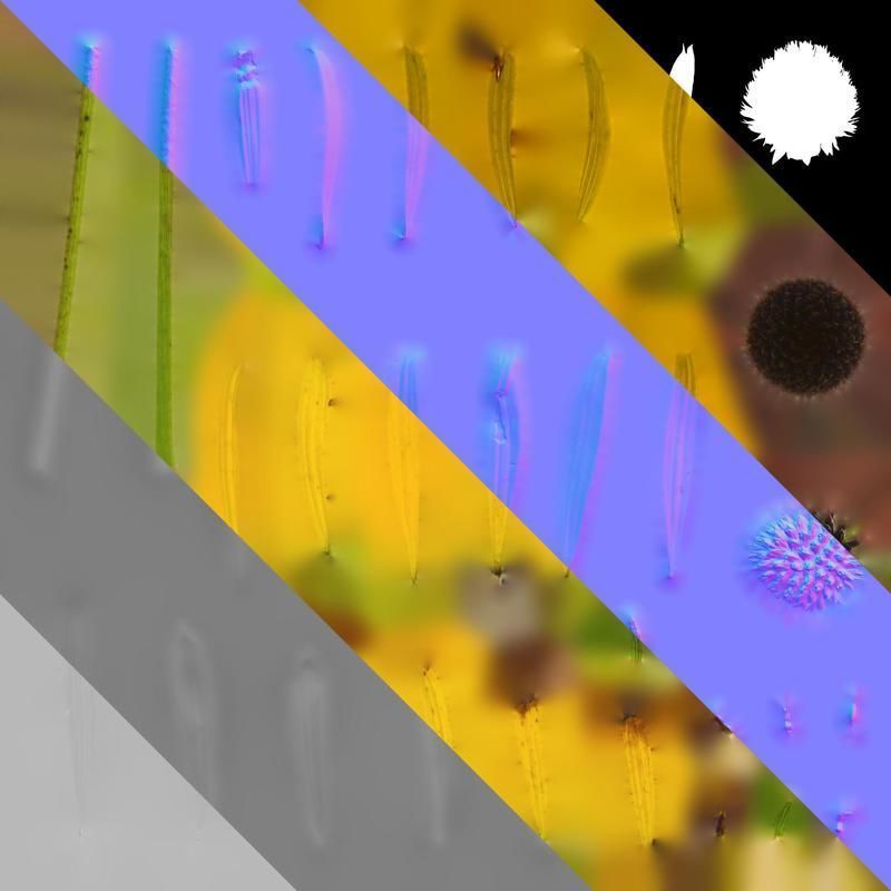 Anydrafts Echinacea paradoxa Flower 01 Texture_8