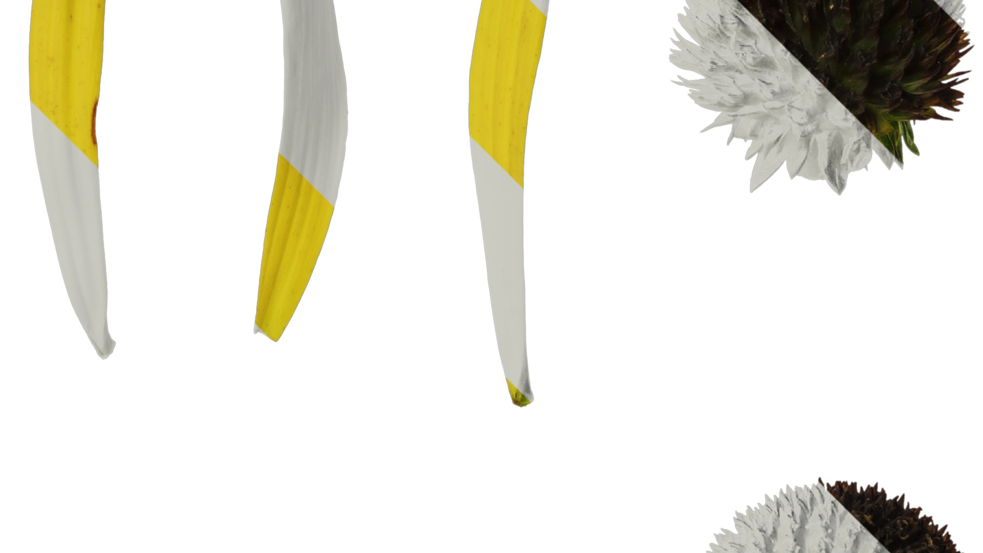 Anydrafts Echinacea paradoxa Flower 01 Texture_2