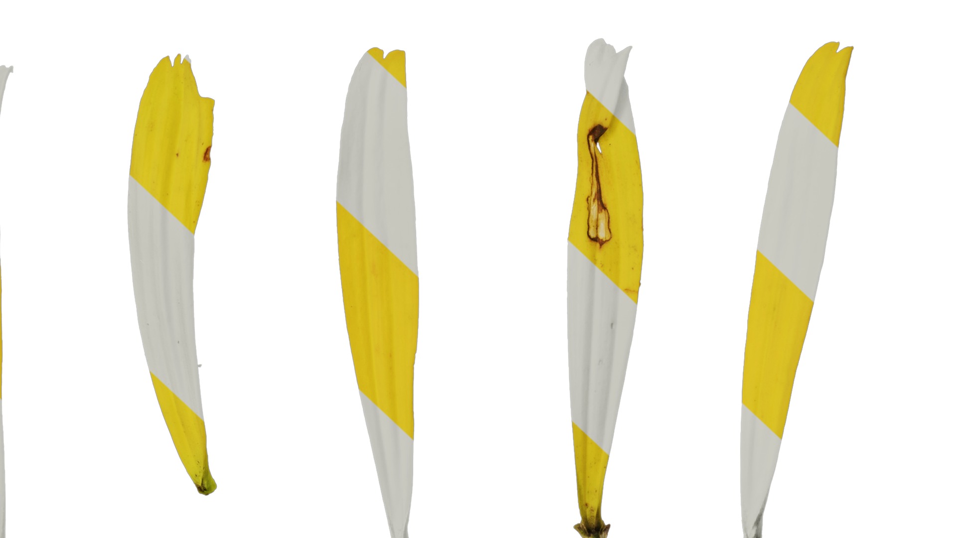 Anydrafts Echinacea paradoxa Flower 01 Texture_7