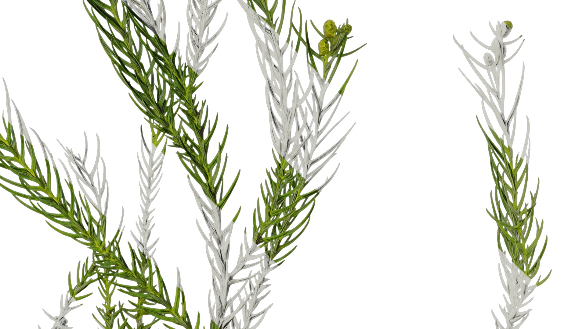 Anydrafts Cryptomeria fortunei Atlas 01 Texture_4