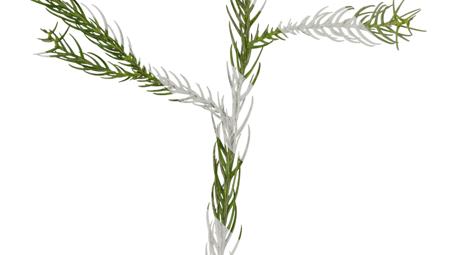 Anydrafts Cryptomeria fortunei Atlas 01 Texture_5