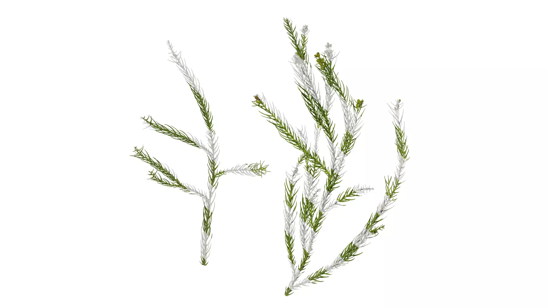 Anydrafts Cryptomeria fortunei Atlas 01 Texture_0