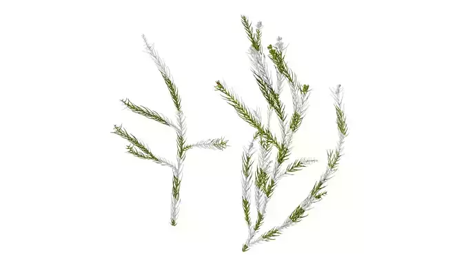 Anydrafts Cryptomeria fortunei Atlas 01