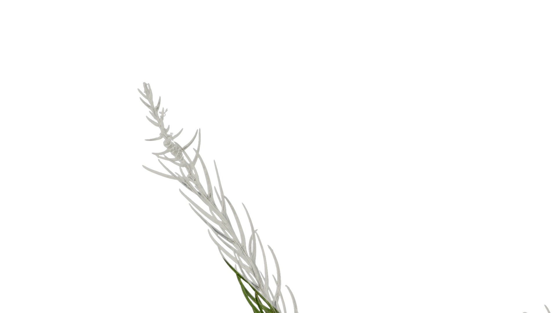 Anydrafts Cryptomeria fortunei Atlas 01 Texture_1