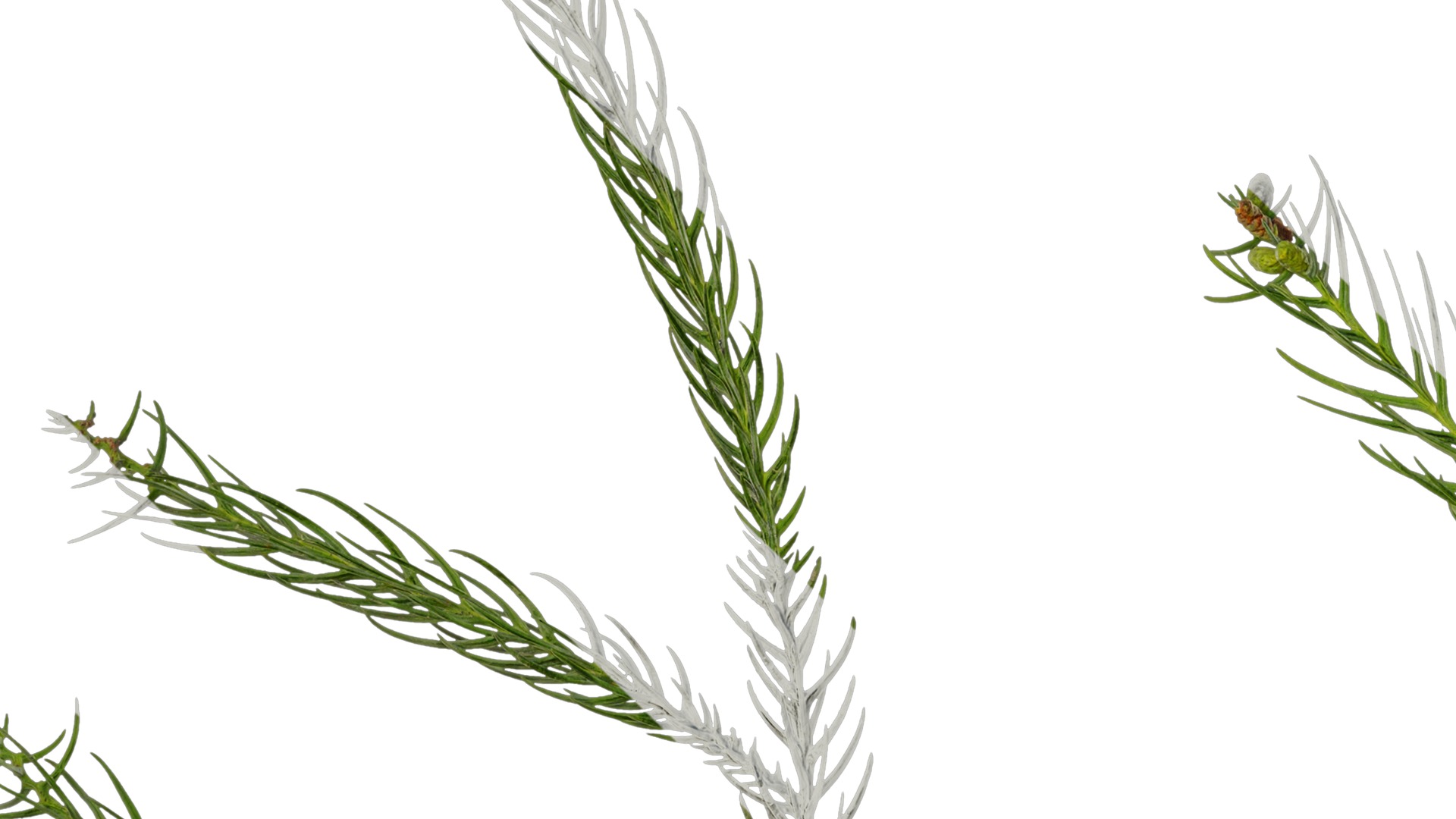 Anydrafts Cryptomeria fortunei Atlas 01 Texture_3