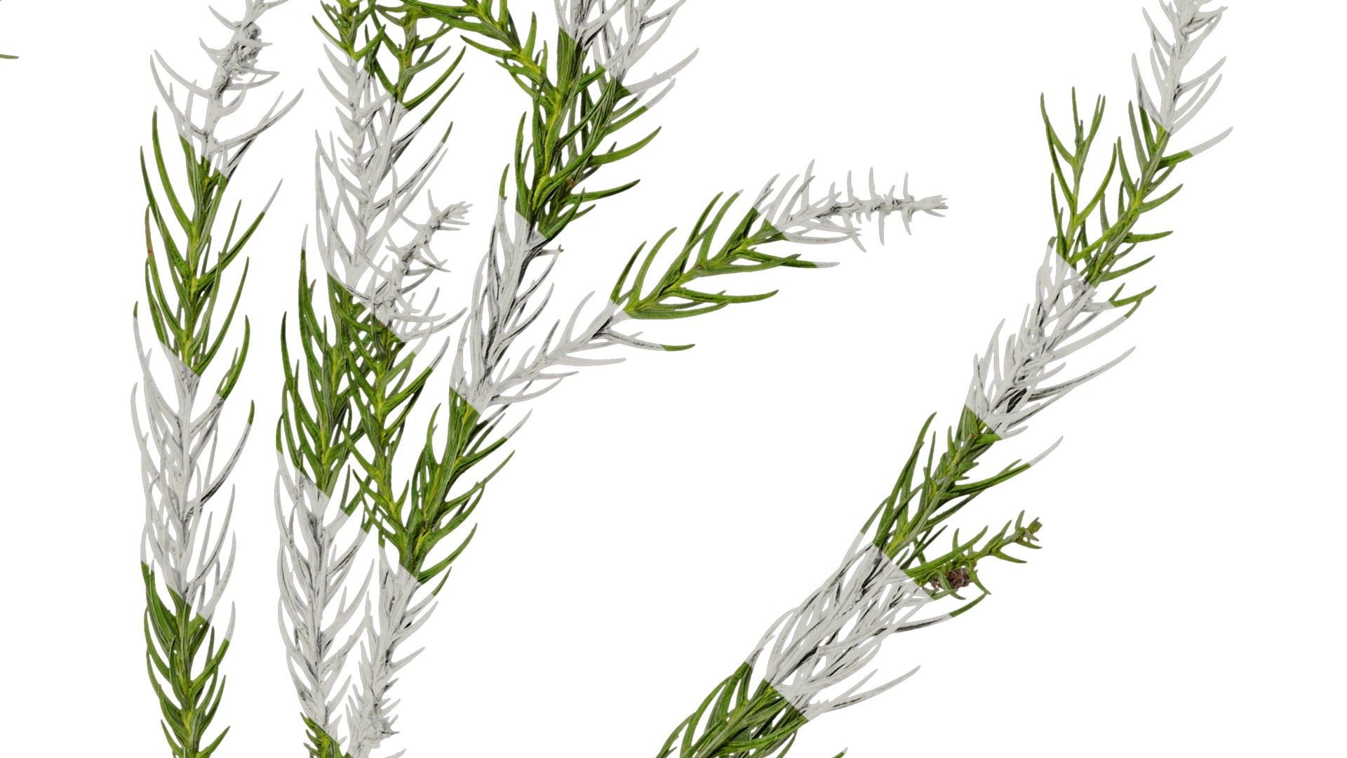 Anydrafts Cryptomeria fortunei Atlas 01 Texture_6