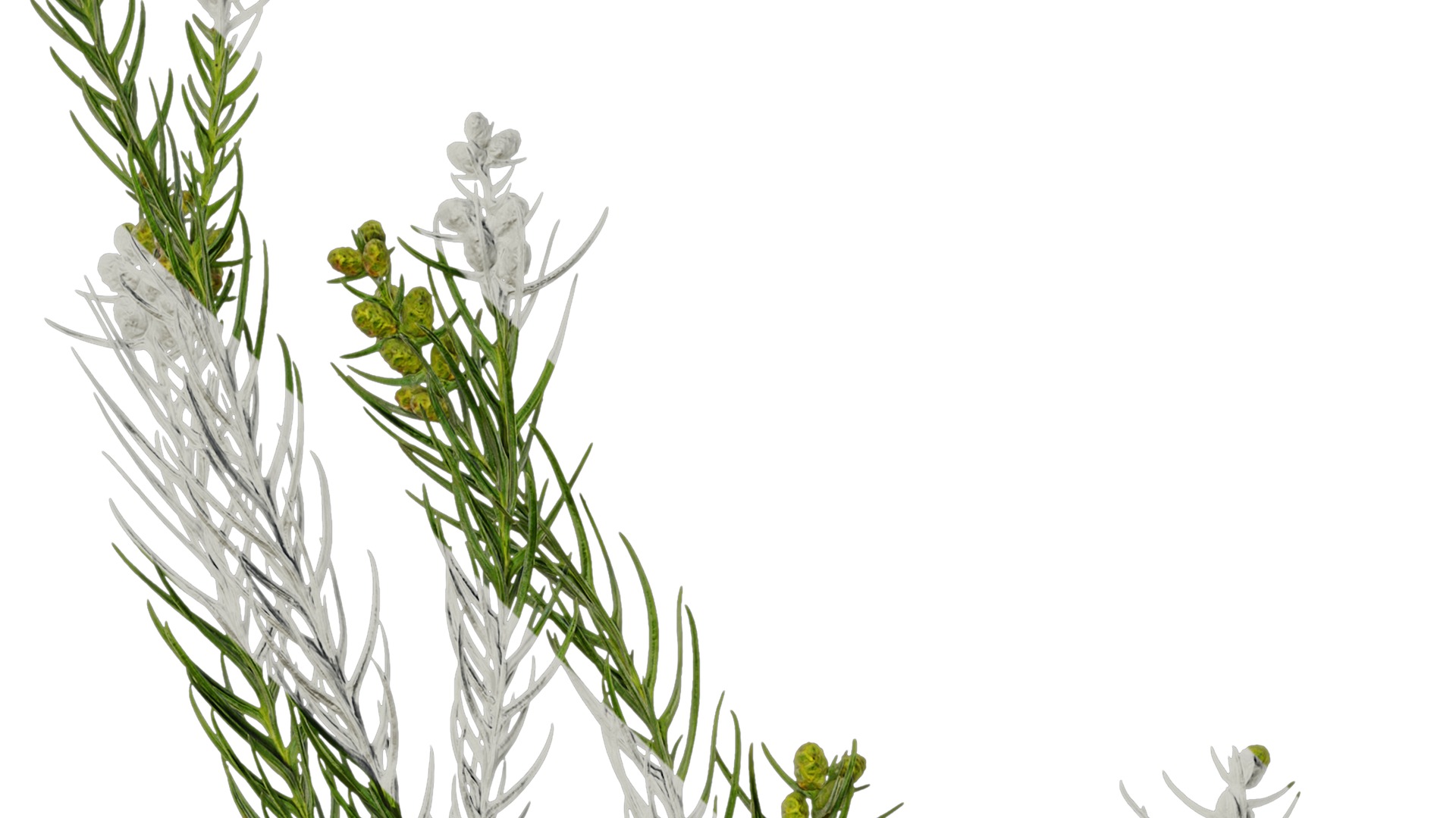 Anydrafts Cryptomeria fortunei Atlas 01 Texture_2