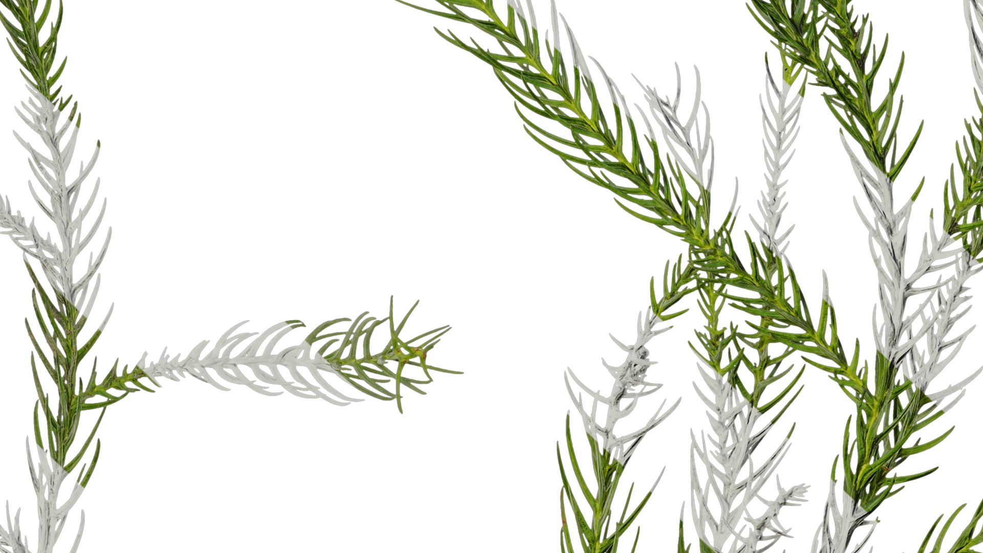 Anydrafts Cryptomeria fortunei Atlas 01 Texture_7