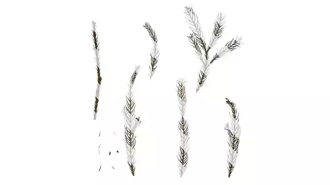 Anydrafts Cryptomeria fortunei Atlas 04