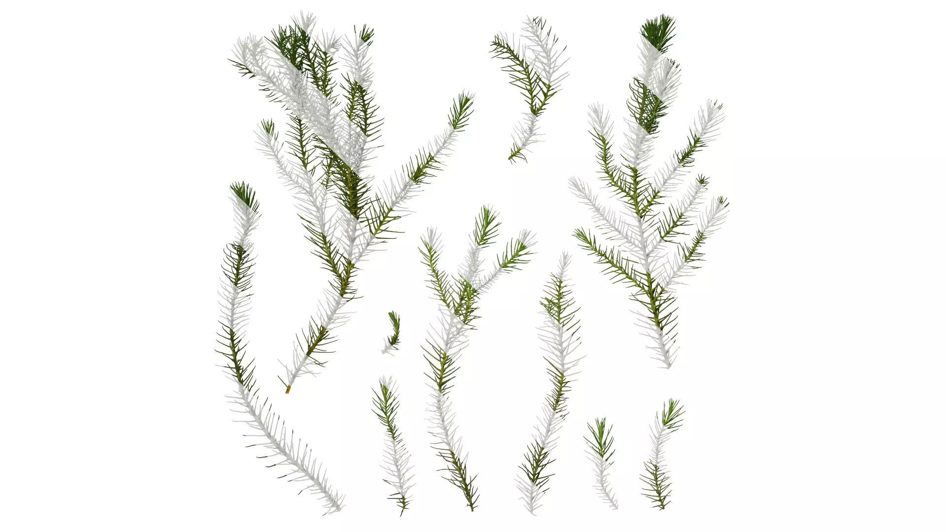 Anydrafts Cryptomeria fortunei Atlas 06 Texture_0