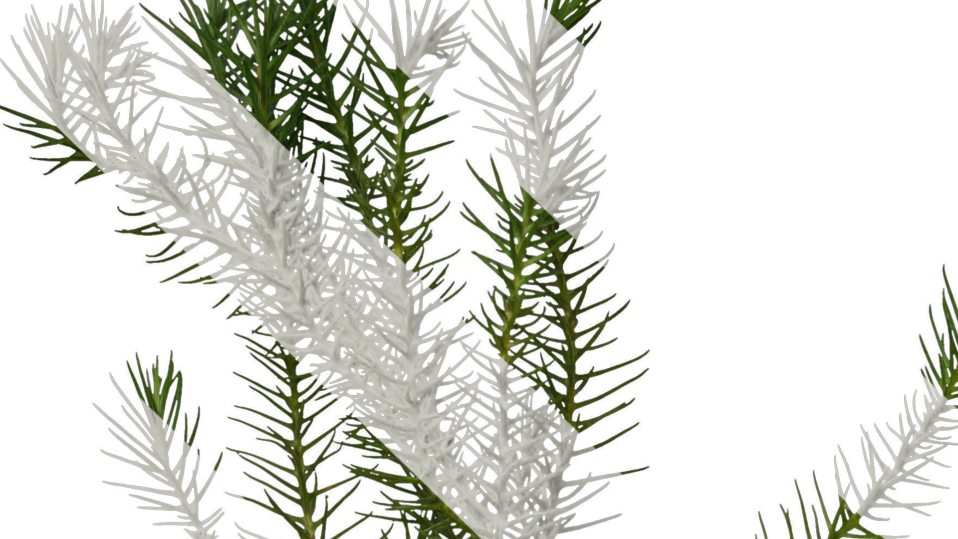 Anydrafts Cryptomeria fortunei Atlas 06 Texture_1