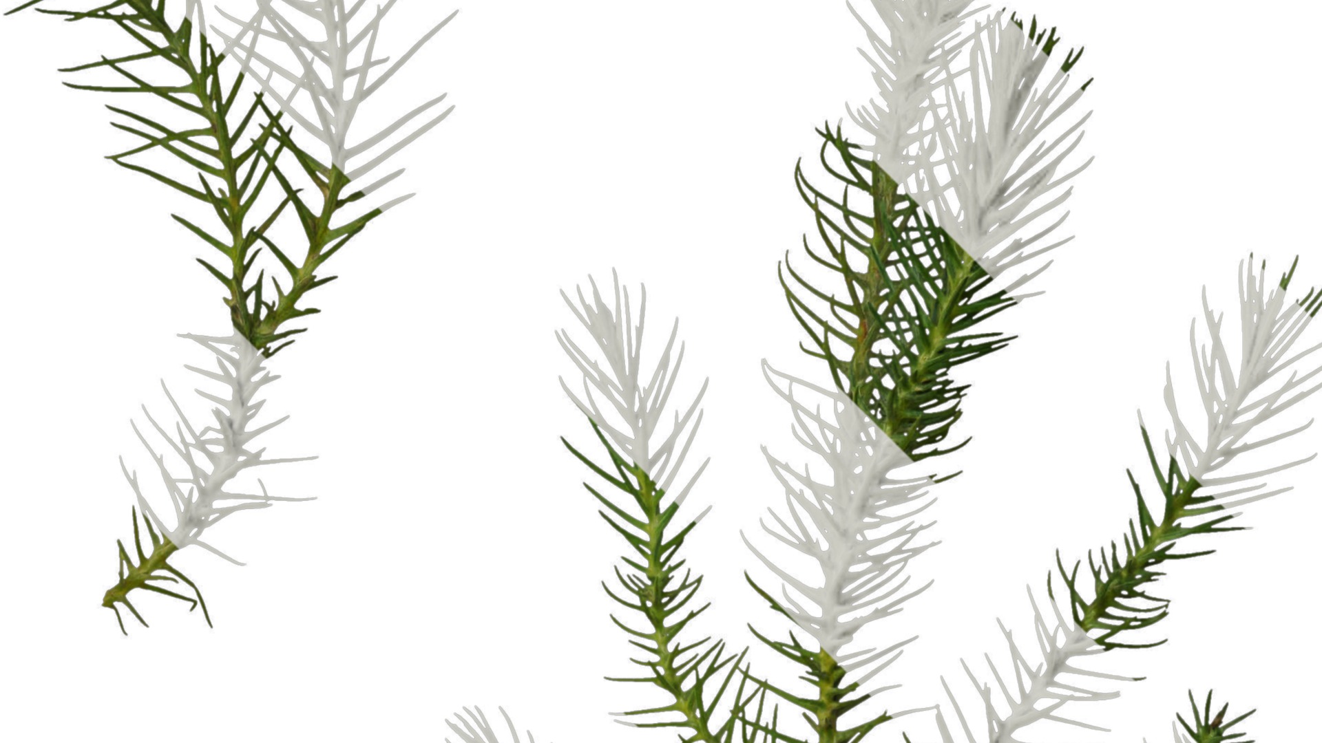 Anydrafts Cryptomeria fortunei Atlas 06 Texture_2