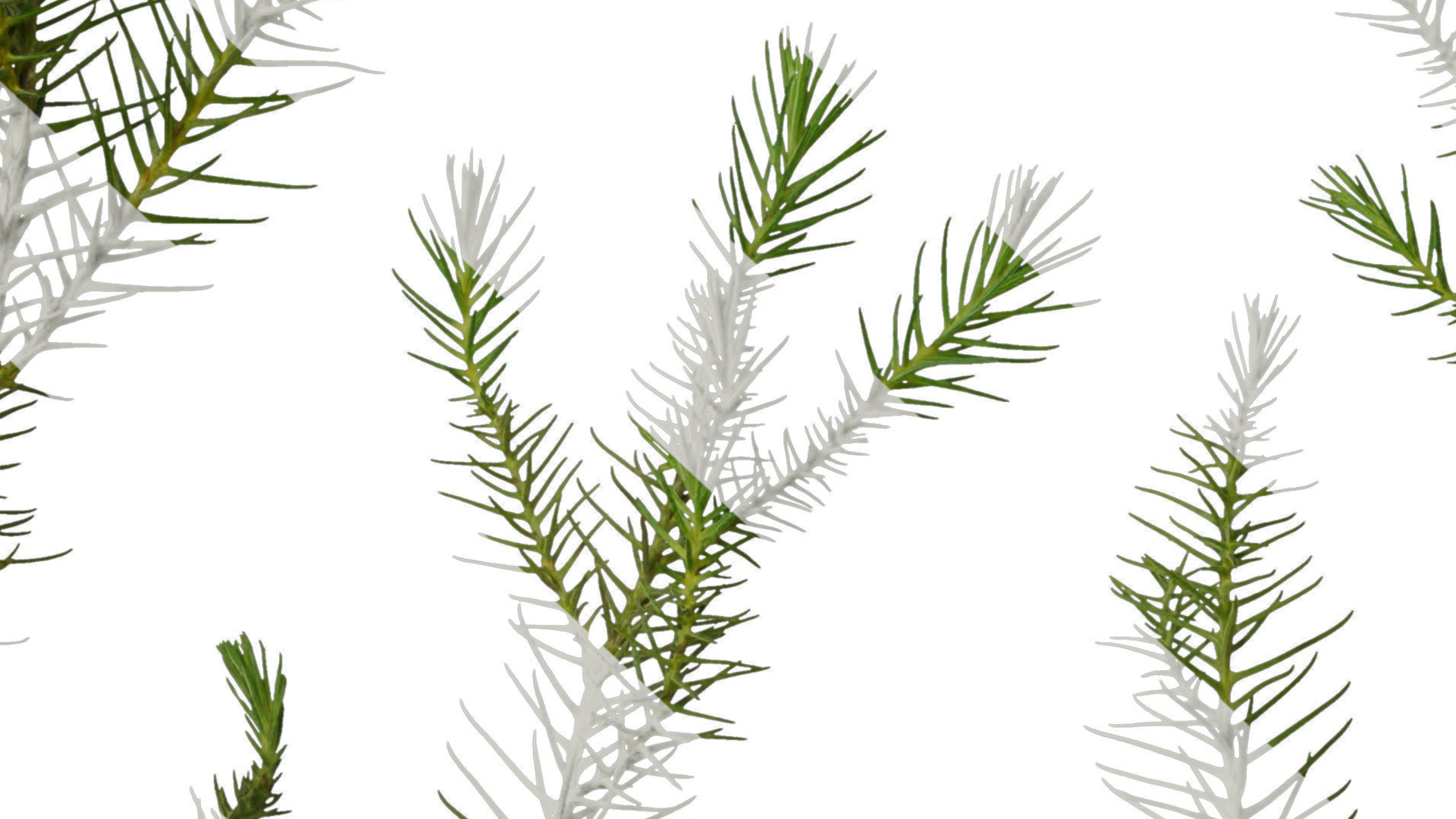 Anydrafts Cryptomeria fortunei Atlas 06 Texture_7