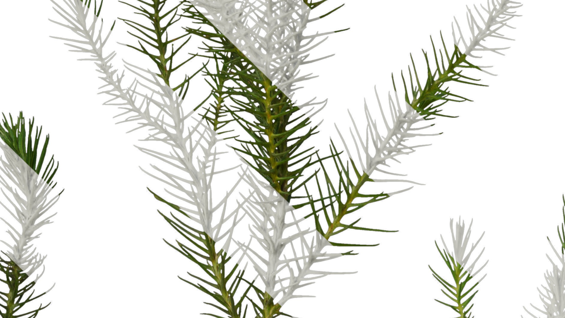 Anydrafts Cryptomeria fortunei Atlas 06 Texture_3