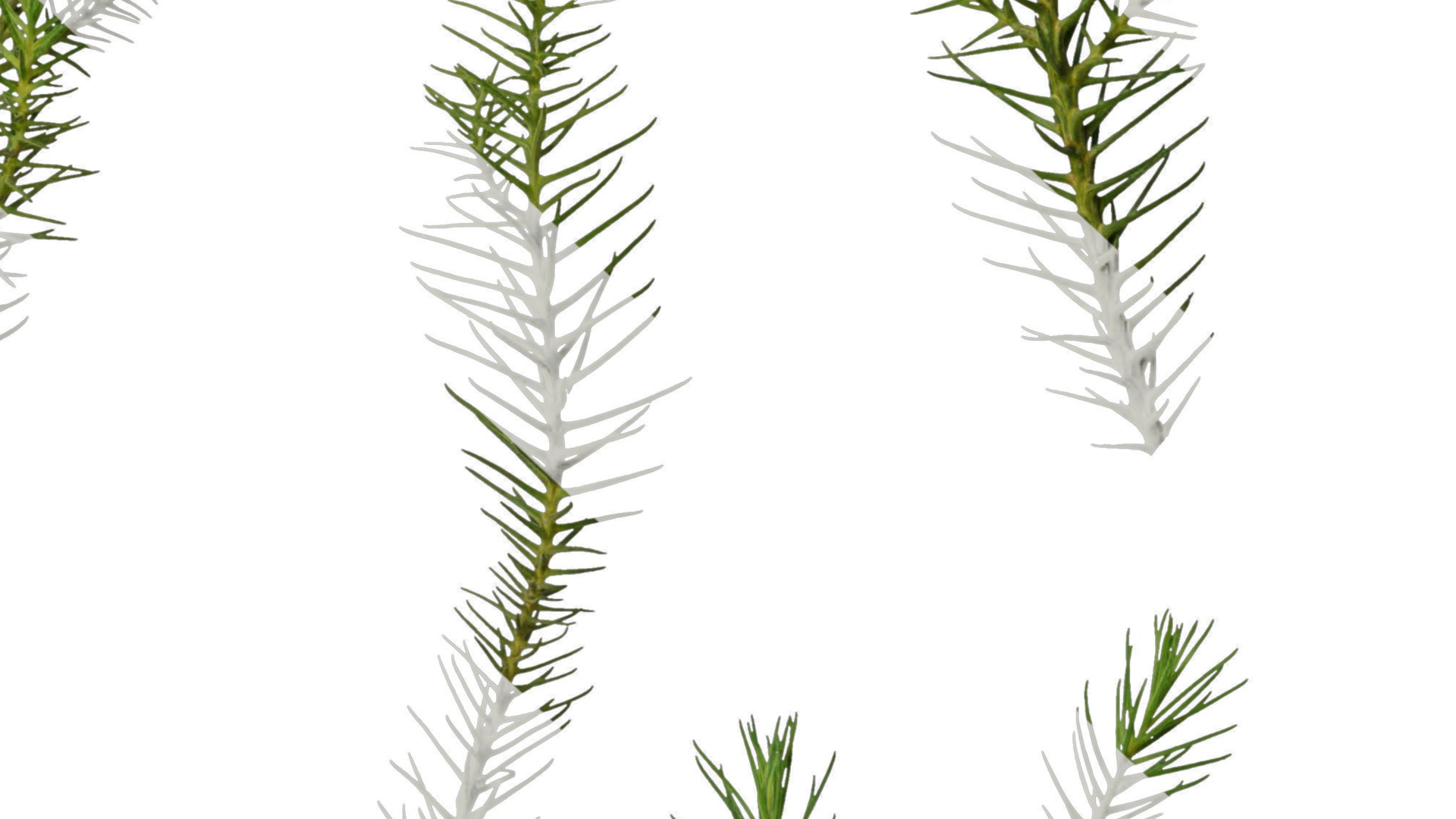 Anydrafts Cryptomeria fortunei Atlas 06 Texture_6