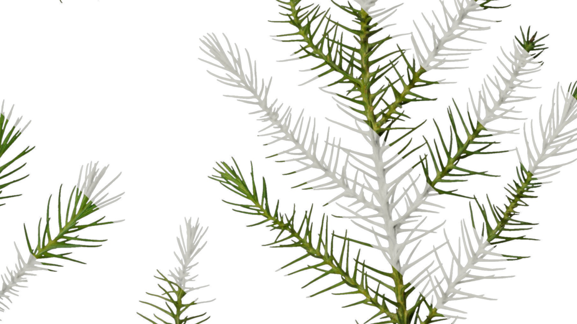 Anydrafts Cryptomeria fortunei Atlas 06 Texture_4