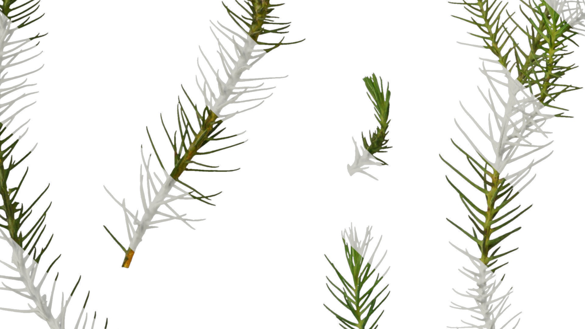 Anydrafts Cryptomeria fortunei Atlas 06 Texture_5