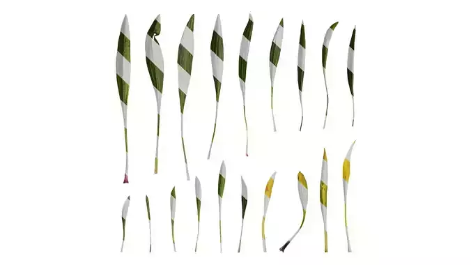 Anydrafts Echinacea paradoxa Leaf 01