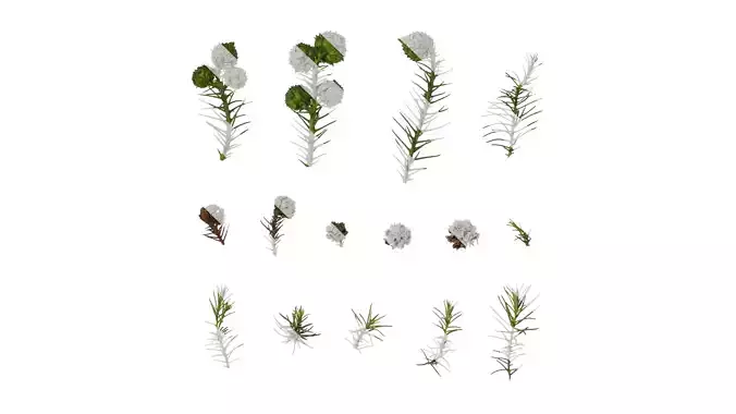 Anydrafts Cryptomeria fortunei Atlas 07