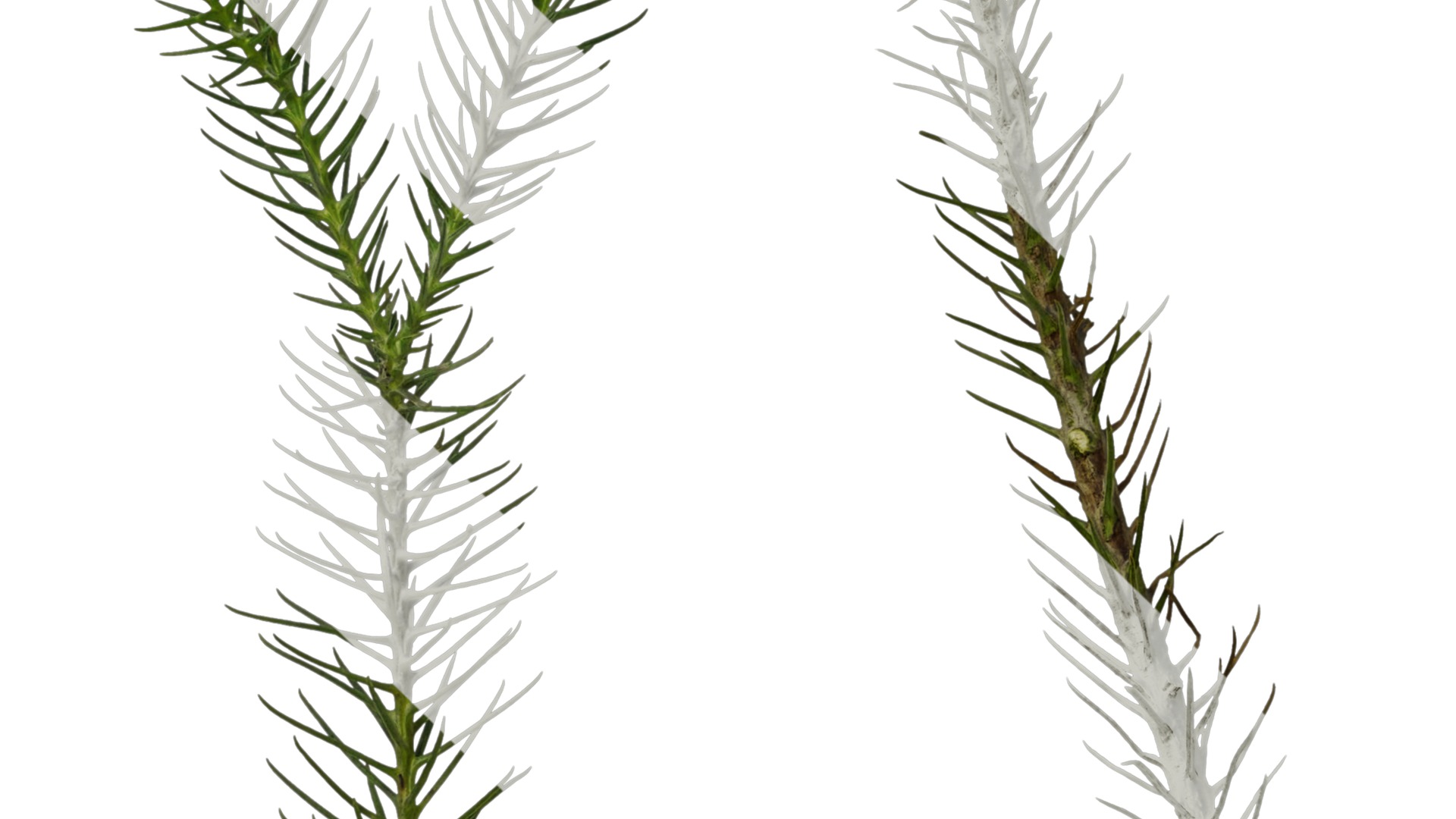 Anydrafts Cryptomeria fortunei Atlas 09 Texture_5