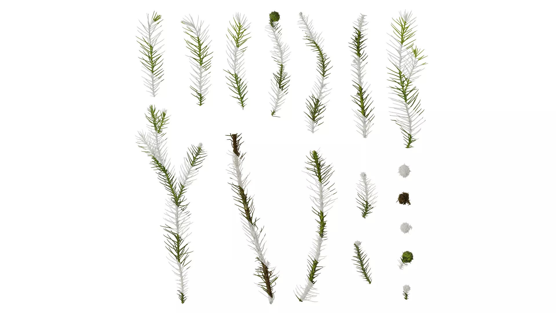 Anydrafts Cryptomeria fortunei Atlas 09 Texture_0