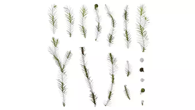 Anydrafts Cryptomeria fortunei Atlas 09