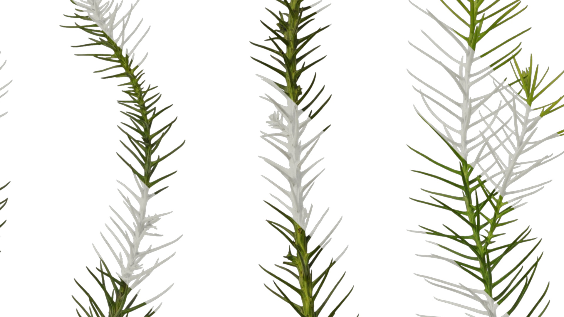 Anydrafts Cryptomeria fortunei Atlas 09 Texture_2