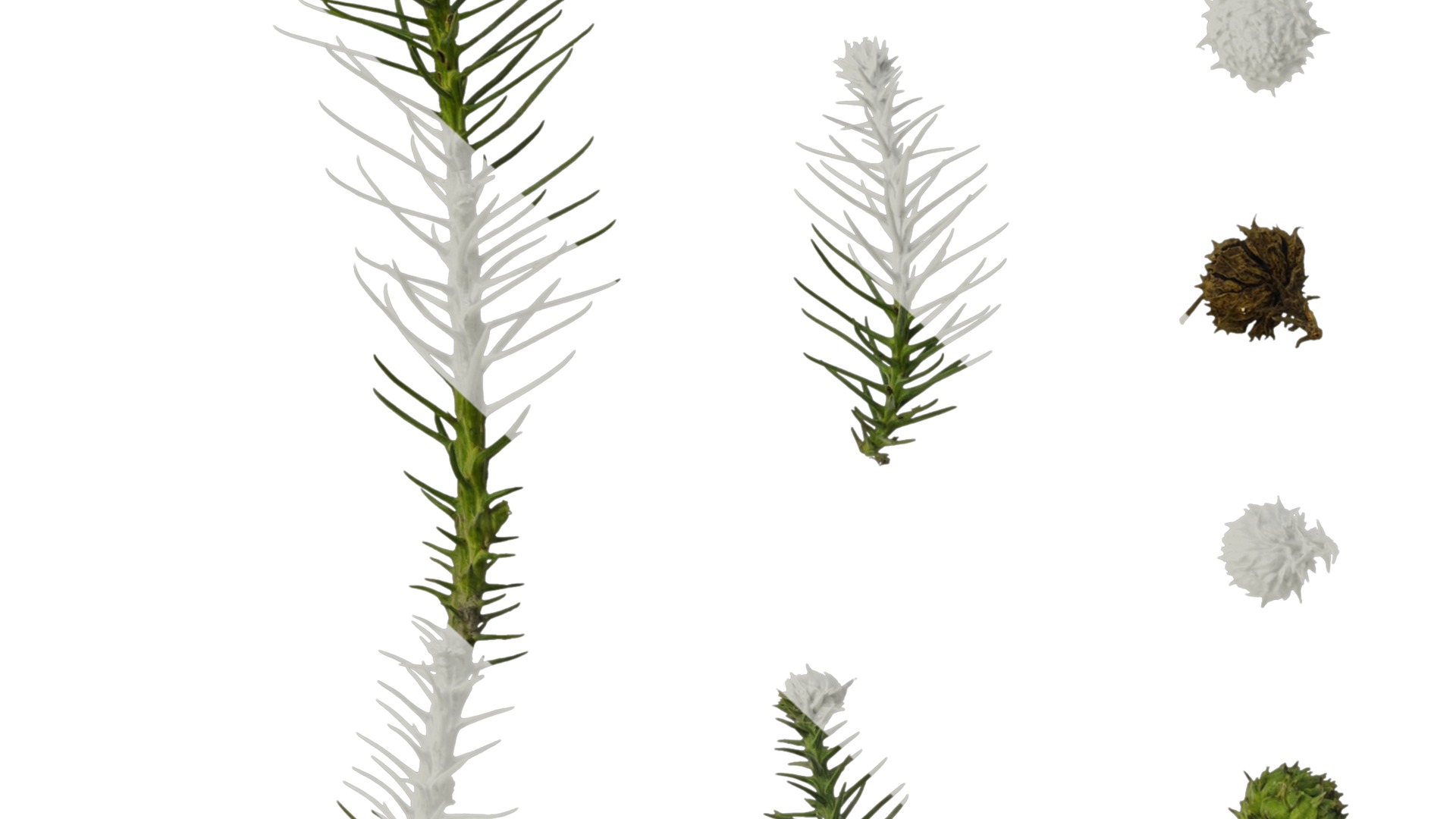 Anydrafts Cryptomeria fortunei Atlas 09 Texture_6