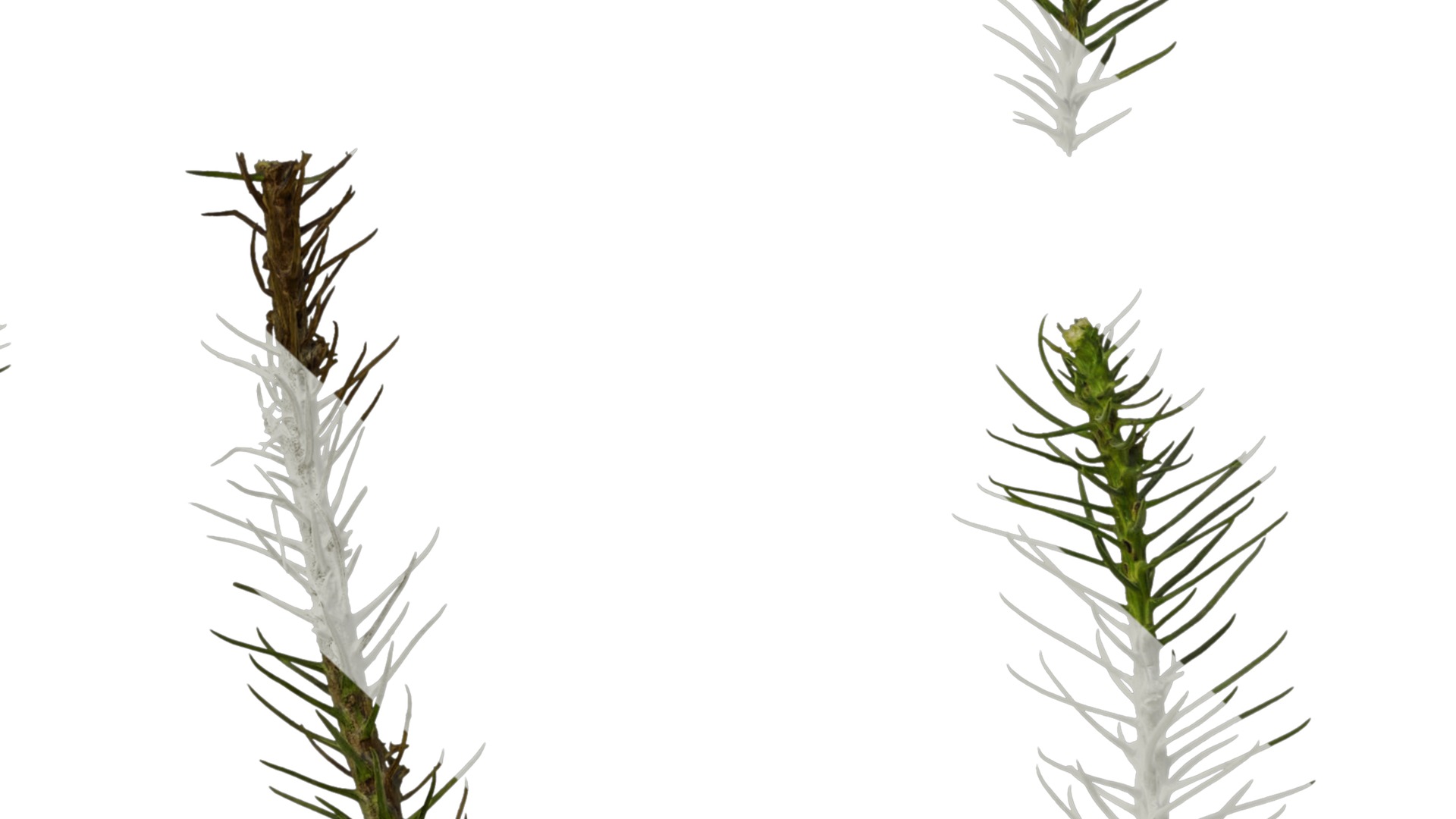 Anydrafts Cryptomeria fortunei Atlas 09 Texture_7