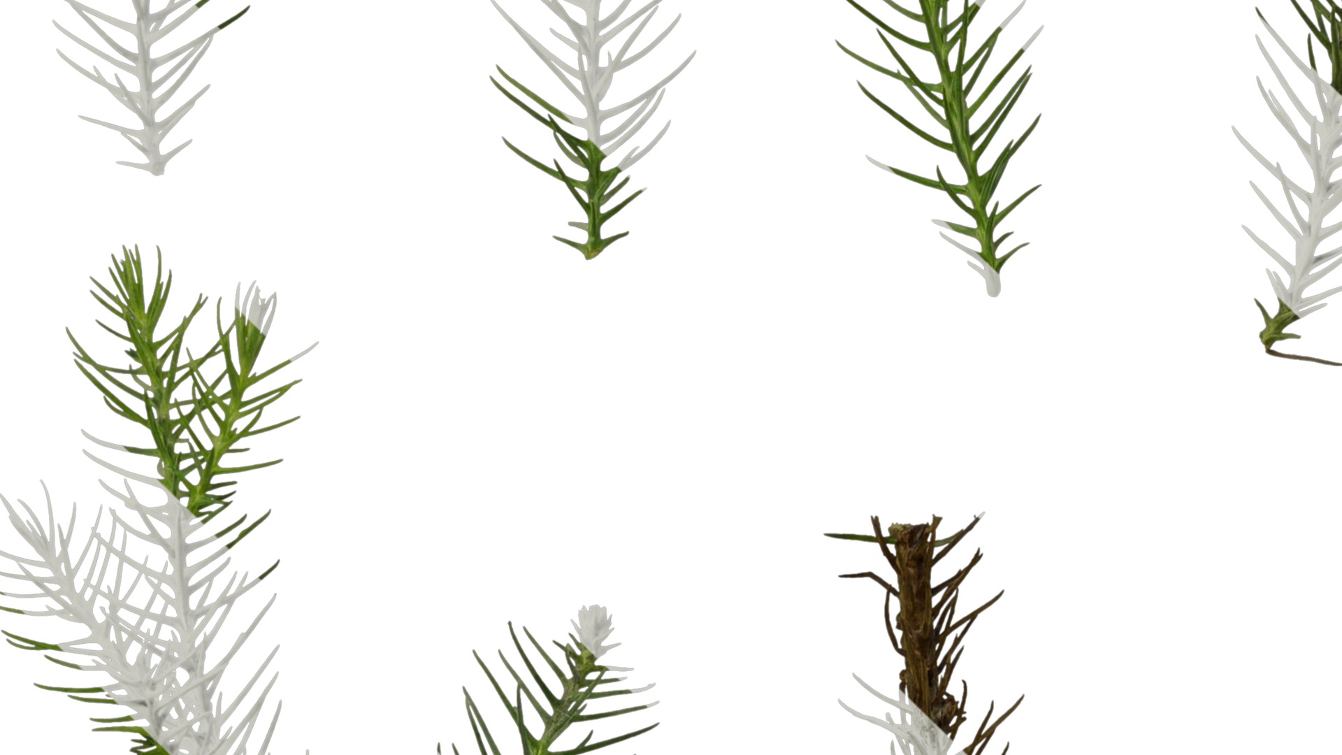 Anydrafts Cryptomeria fortunei Atlas 09 Texture_3