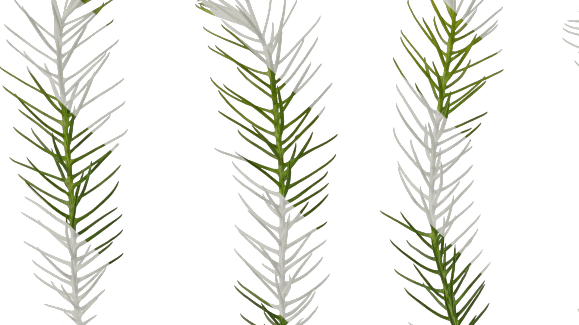 Anydrafts Cryptomeria fortunei Atlas 09 Texture_1