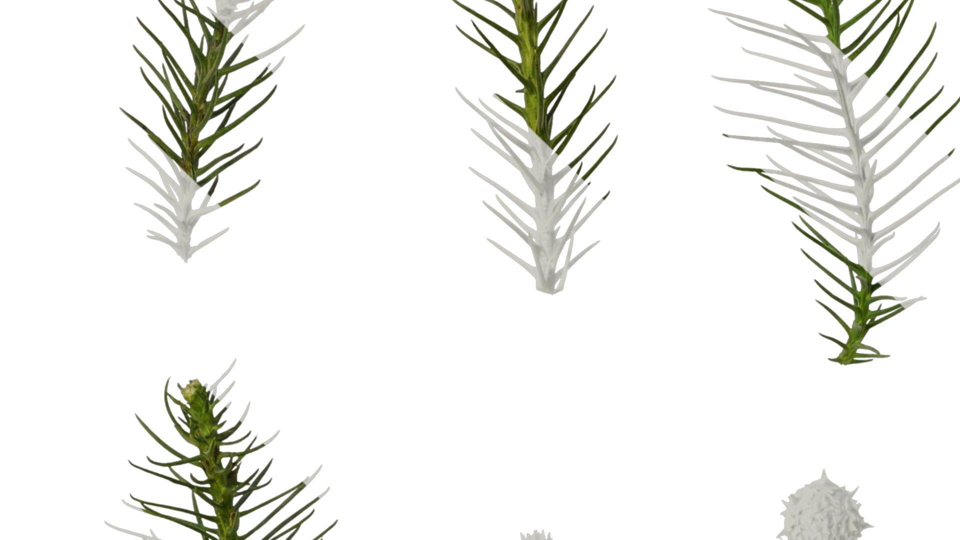 Anydrafts Cryptomeria fortunei Atlas 09 Texture_4