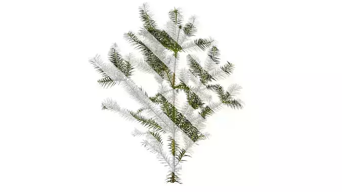 Anydrafts Cunninghamia lanceolata Atlas 06