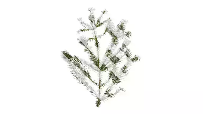 Anydrafts Cunninghamia lanceolata Atlas 07