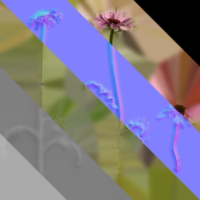 Anydrafts Echinacea purpurea Atlas 01 Texture_8